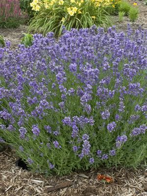 Lavandula angustifolia Munstead English Lavender