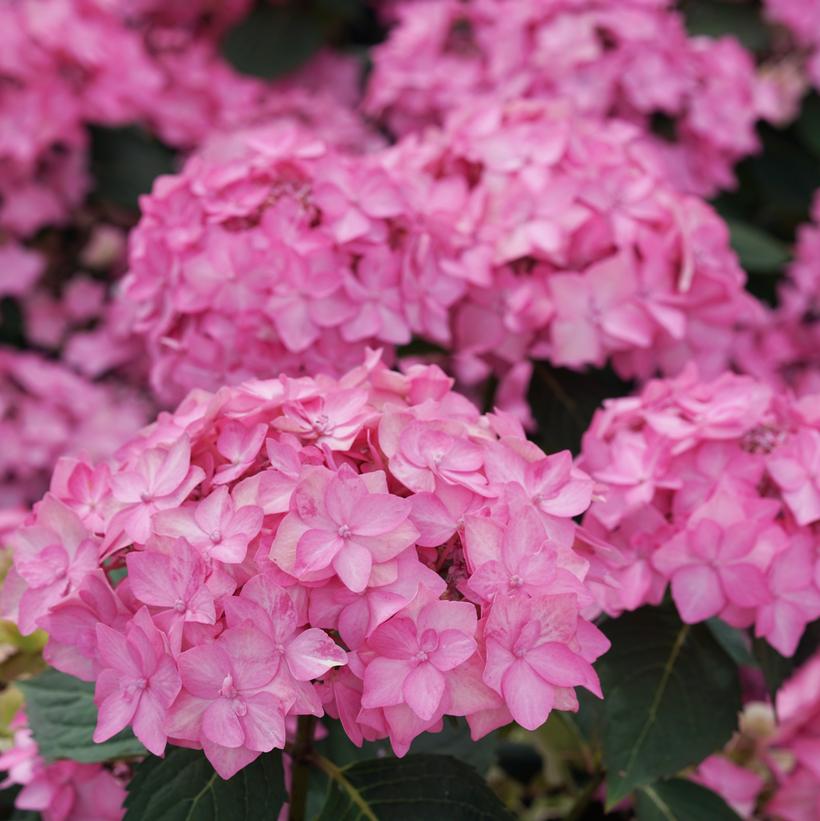 Let's Dance Can Do!® Hydrangea