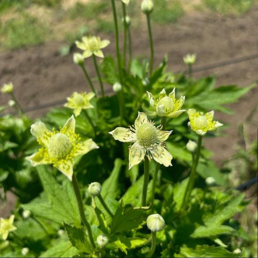 Tall Thimbleweed