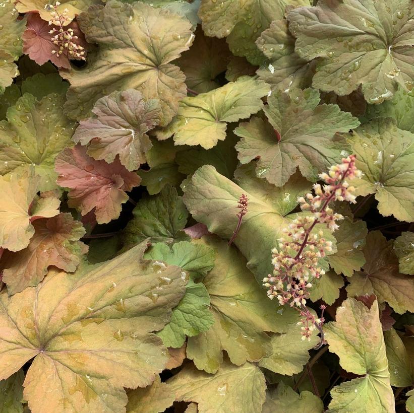 Heuchera x villosa Mega Caramel Coral Bell