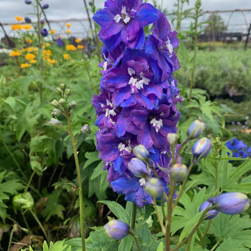 Delphinium elatum Guardian Blue Larkspur