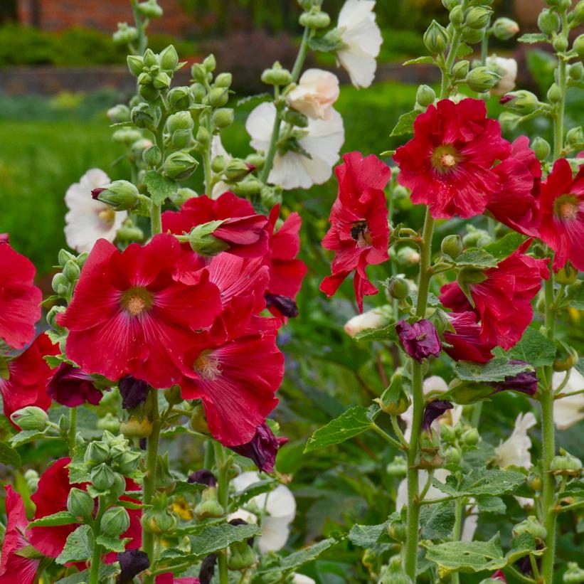 Alcea rosea Mars Magic Mars Magic Hollyhock