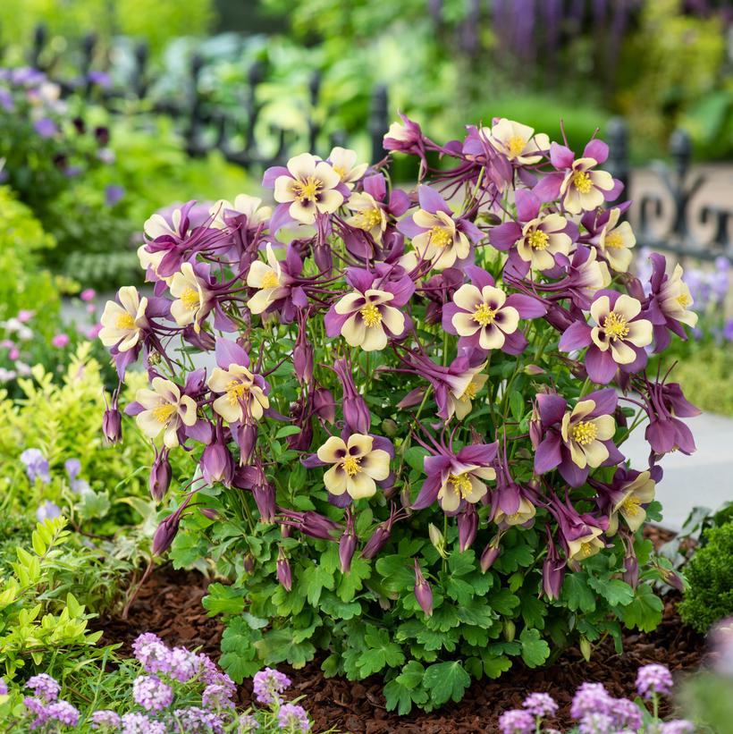 Aquilegia x Earlybird Purple and Yellow Columbine