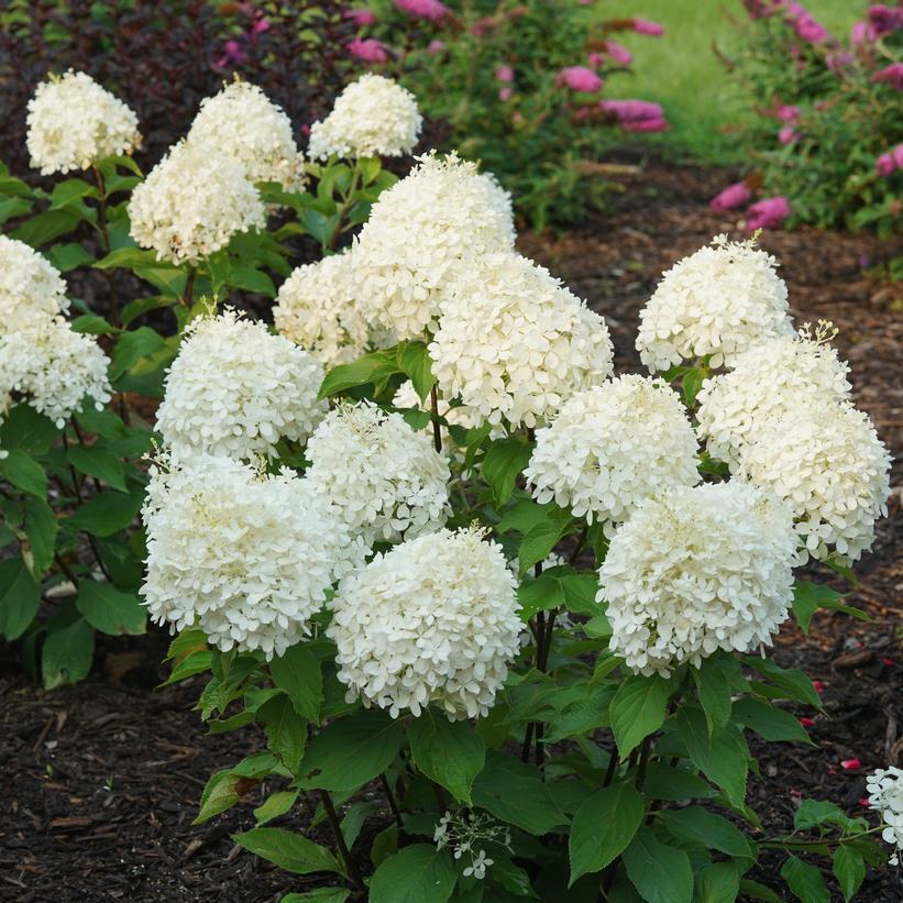 Puffer Fish® Panicle Hydrangea