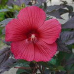 Moonshadow™ Morella Rose Mallow