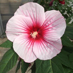 Moonshadow™ Rosita Rose Mallow