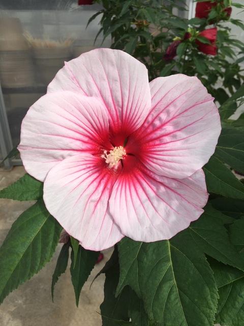 Moonshadow™ Rosita Rose Mallow