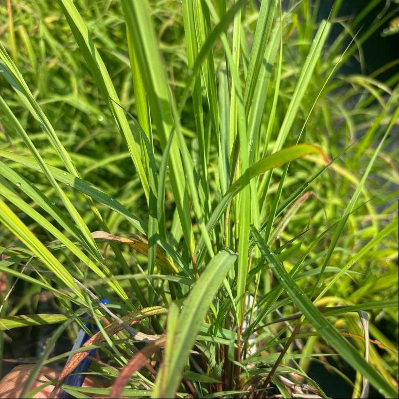 Lemon Grass