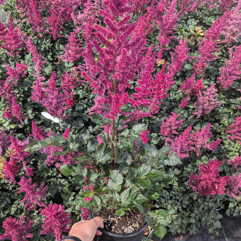 Astilbe chinensis Visions Volcano False Spirea