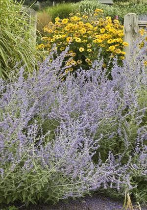 Perovskia atriplicifolia Russian Sage