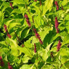 Persicaria amplexicaulis Golden Arrow Golden Fleece Flower