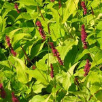 Persicaria amplexicaulis Golden Arrow Golden Fleece Flower