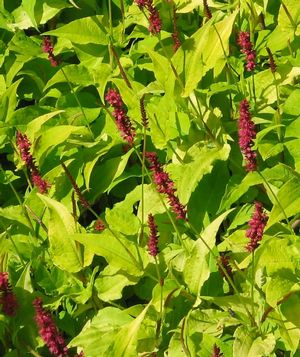 Persicaria amplexicaulis Golden Arrow Golden Fleece Flower