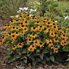 Rudbeckia fulgida var. sullivantii Little Goldstar PP2397 Black Eyed Susan