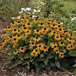 Rudbeckia fulgida var. sullivantii Little Goldstar PP2397 Black Eyed Susan