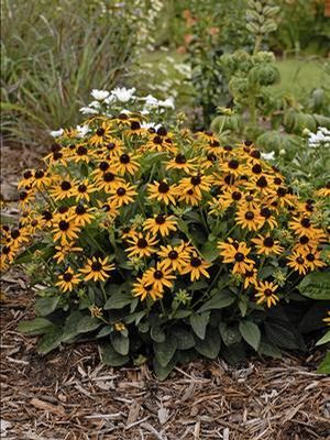 Rudbeckia fulgida var. sullivantii Little Goldstar PP2397 Black Eyed Susan