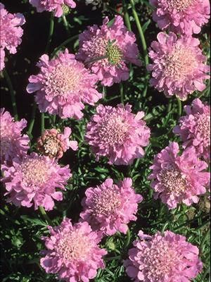 Scabiosa columbaria Pink Mist PP8957, COPF, CPBR1034 Pincushion