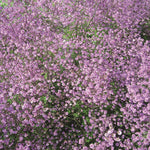 Thalictrum delavayi Hewitt's Double Double Meadow Rue