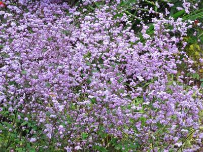 Thalictrum delavayi Splendide Meadow Rue