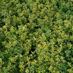 Thymus x citriodorus Aureus Variegated Lemon Thyme