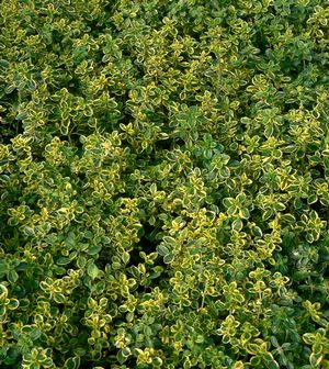 Thymus x citriodorus Aureus Variegated Lemon Thyme