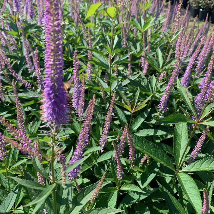 Veronicastrum virginicum Fascination Culver's Root