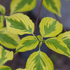 Cornus alternifolia Golden Shadows W. Stackman PP11287 Golden Shadows Dogwood