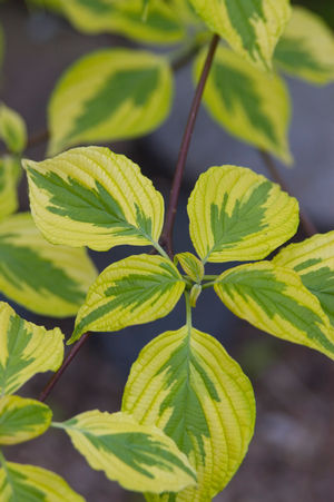 Cornus alternifolia Golden Shadows W. Stackman PP11287 Golden Shadows Dogwood