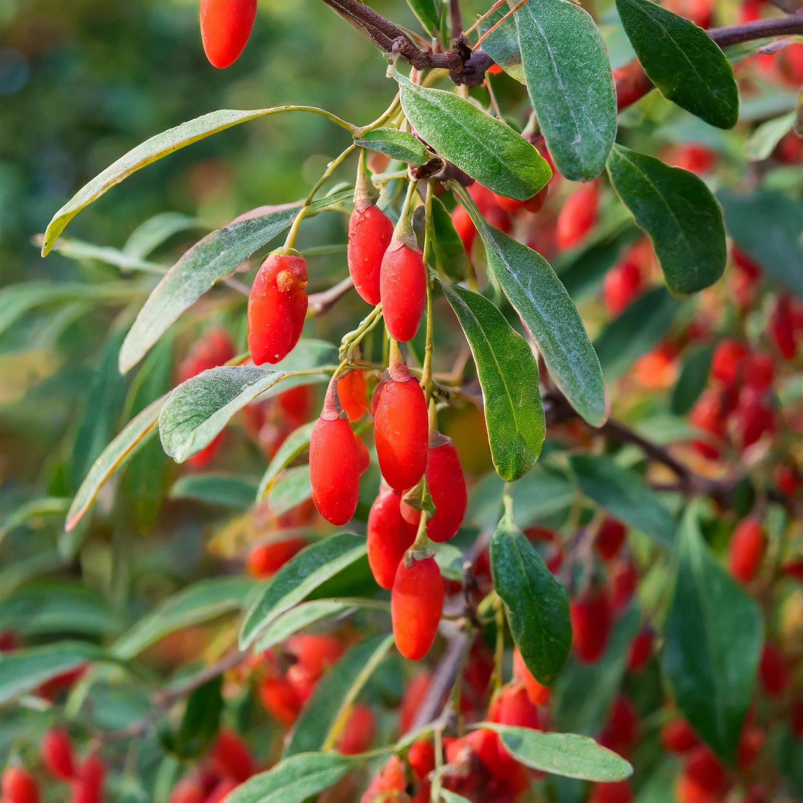 Goji Berry