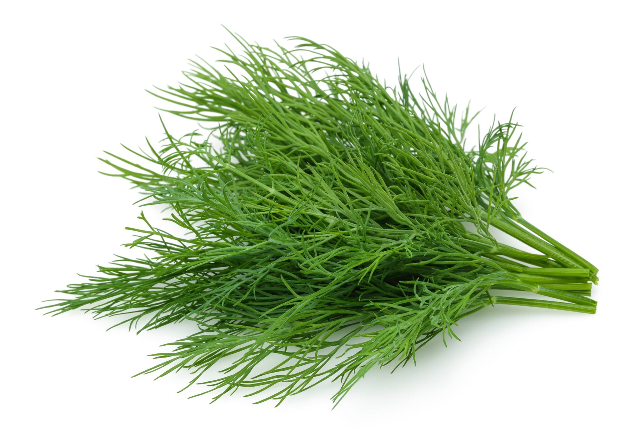 Dill