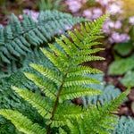 Male Fern