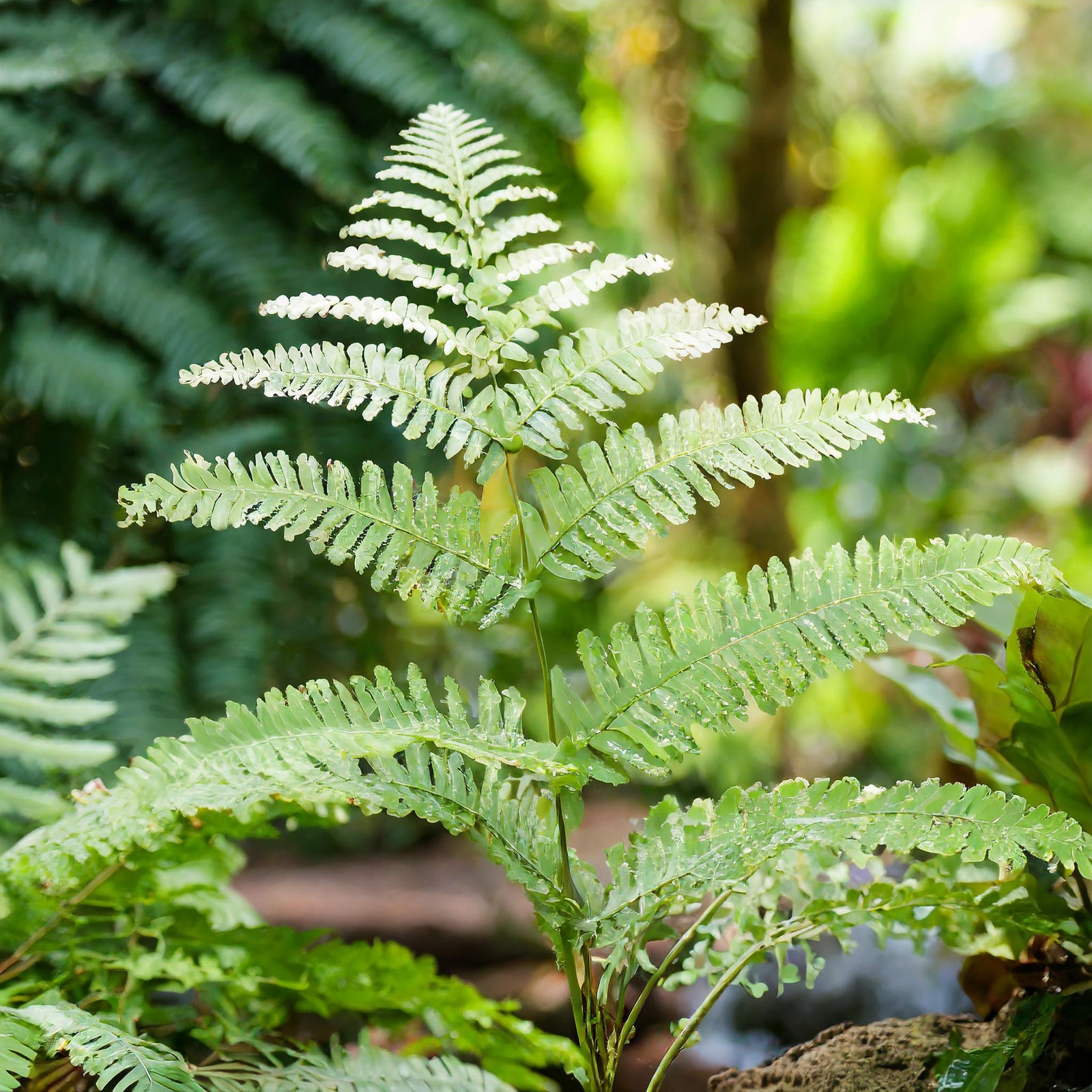 Marsh Fern