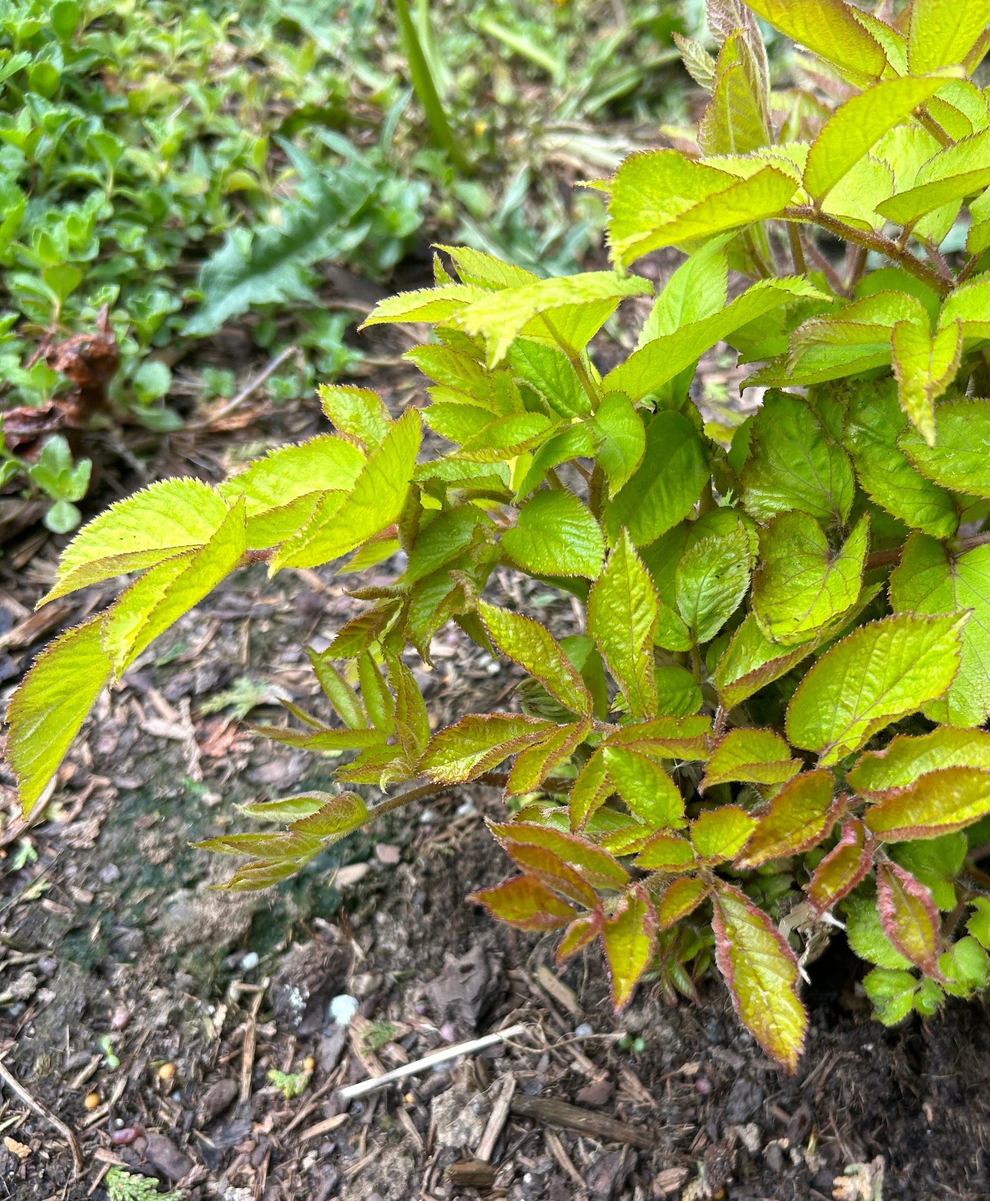 Early spring growth