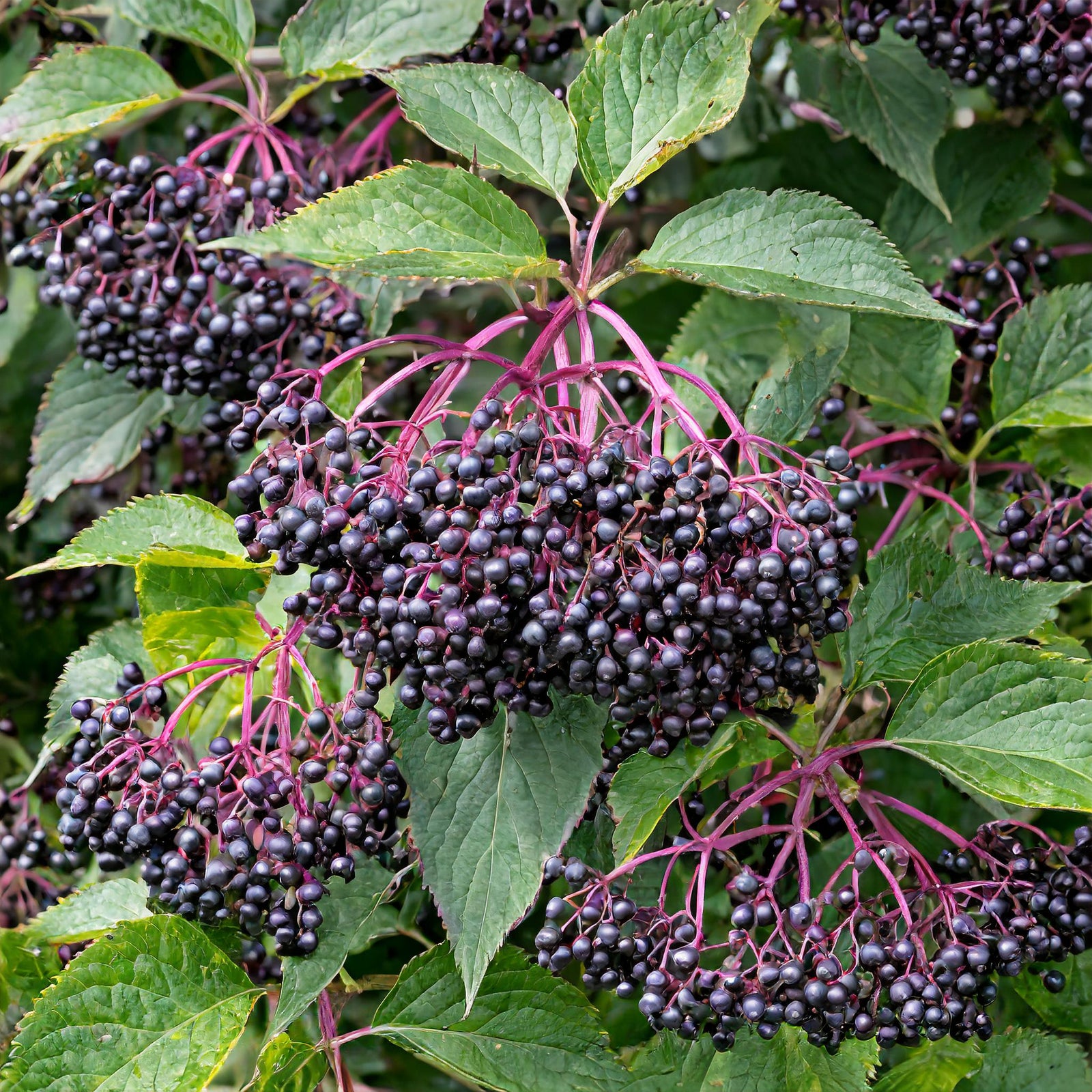 Victoria Elderberry