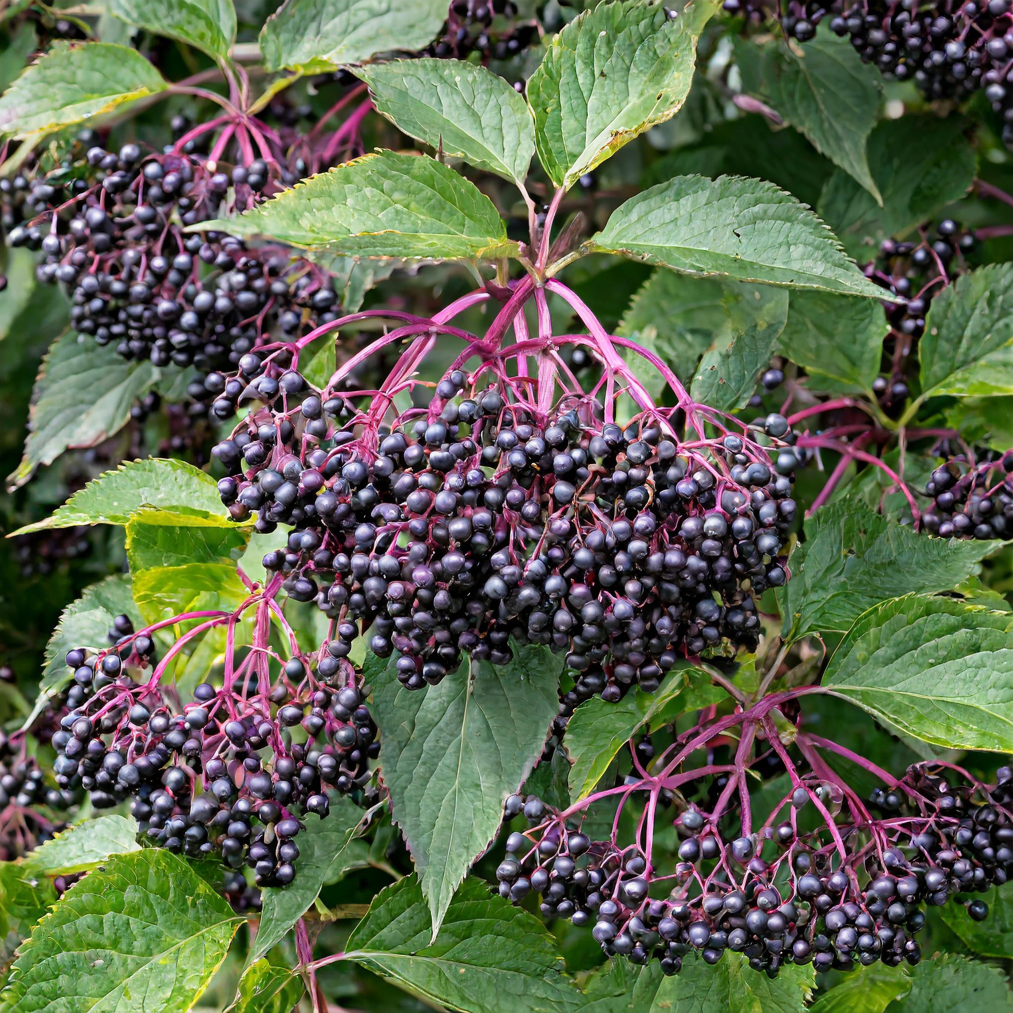 Victoria Elderberry