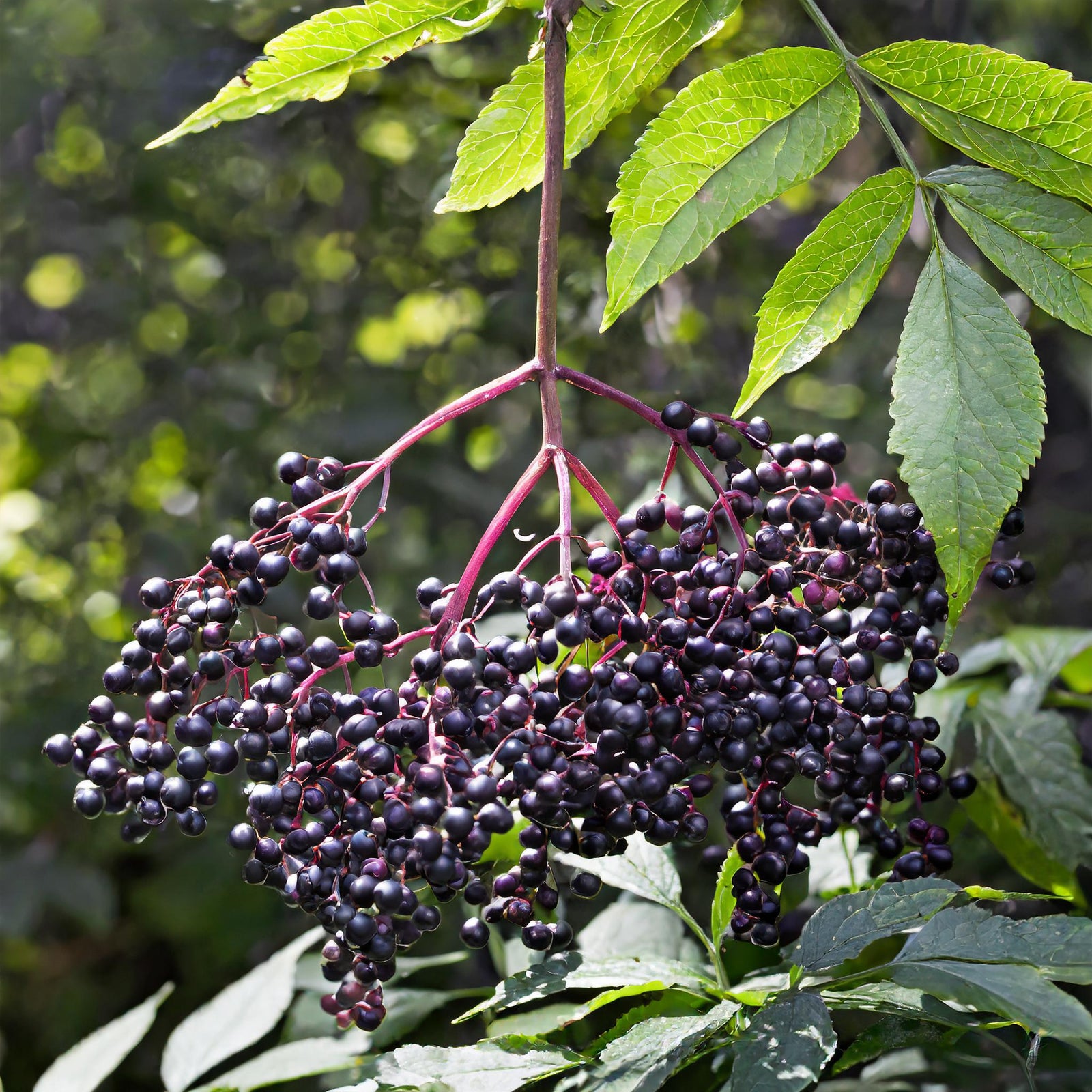 York Elderberry