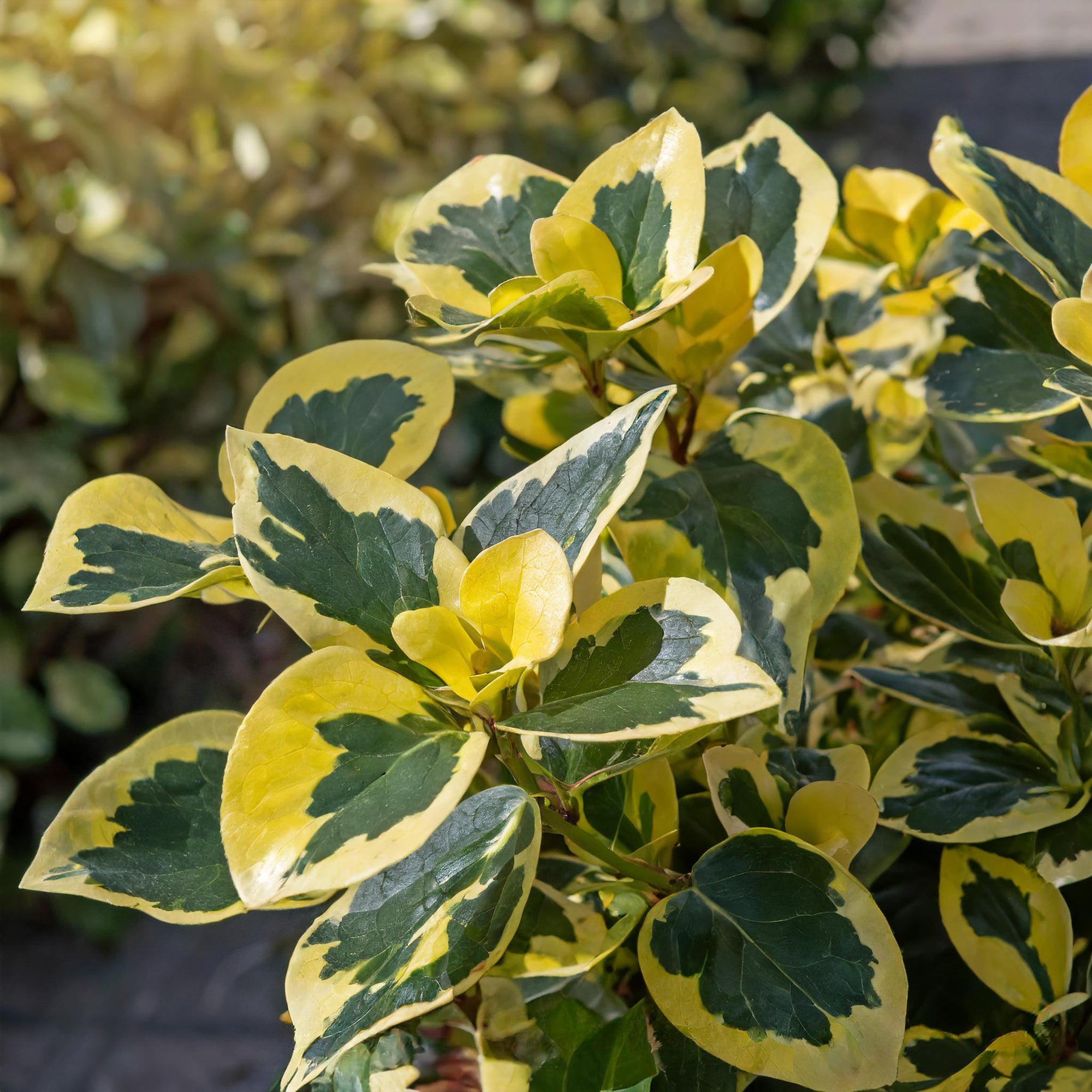 Canadale Gold Euonymus