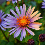 Big Leaf Aster