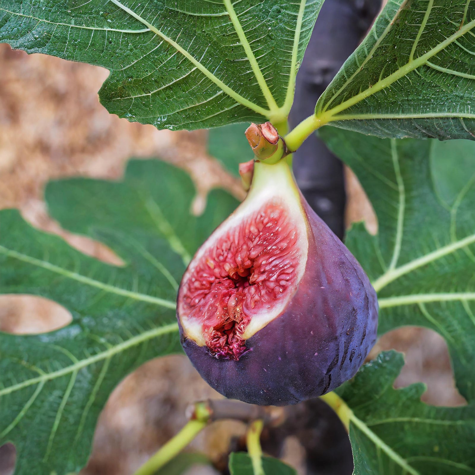 Chicago Hardy Fig