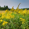 Canadian Goldenrod