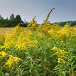 Canadian Goldenrod