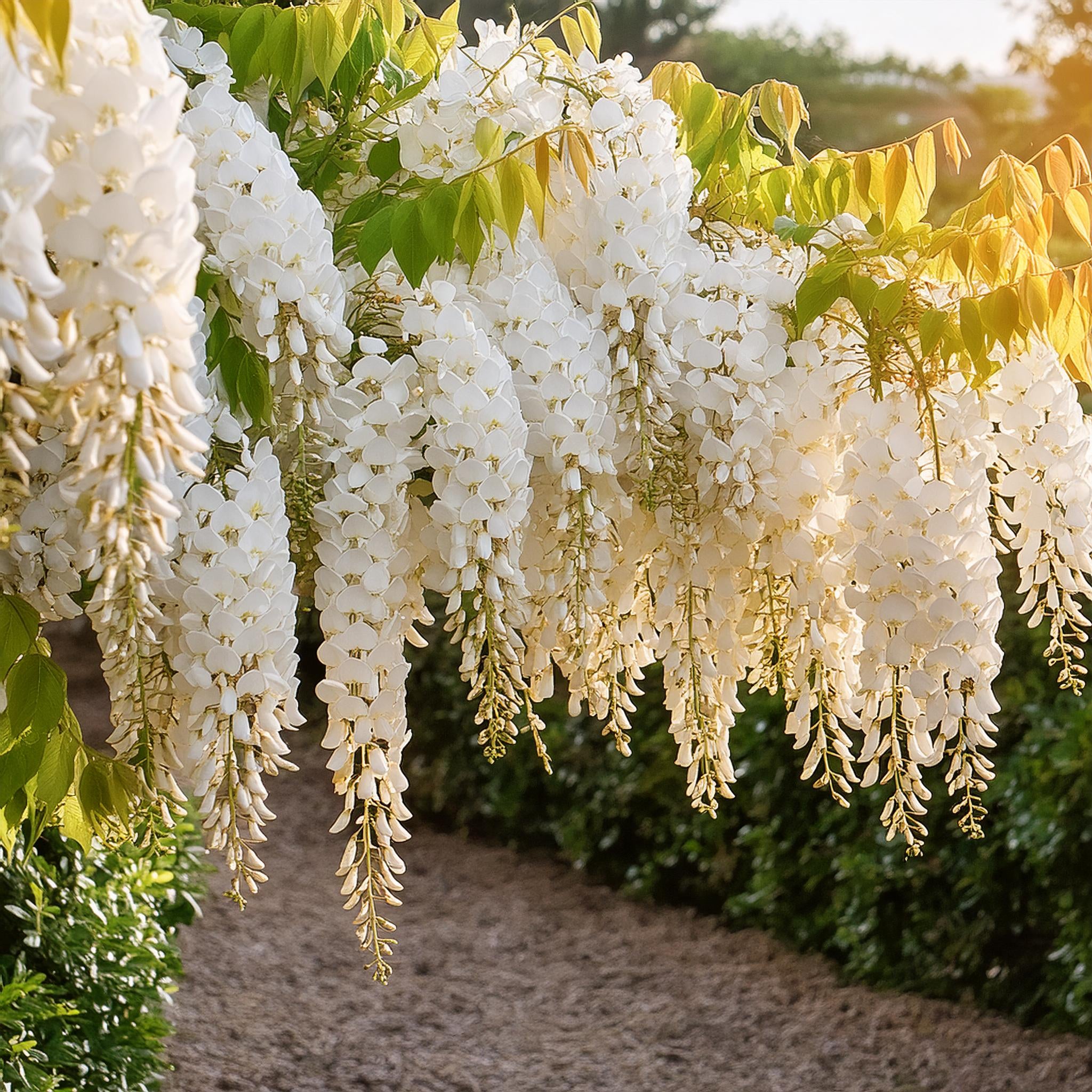 Japanese Wisteria