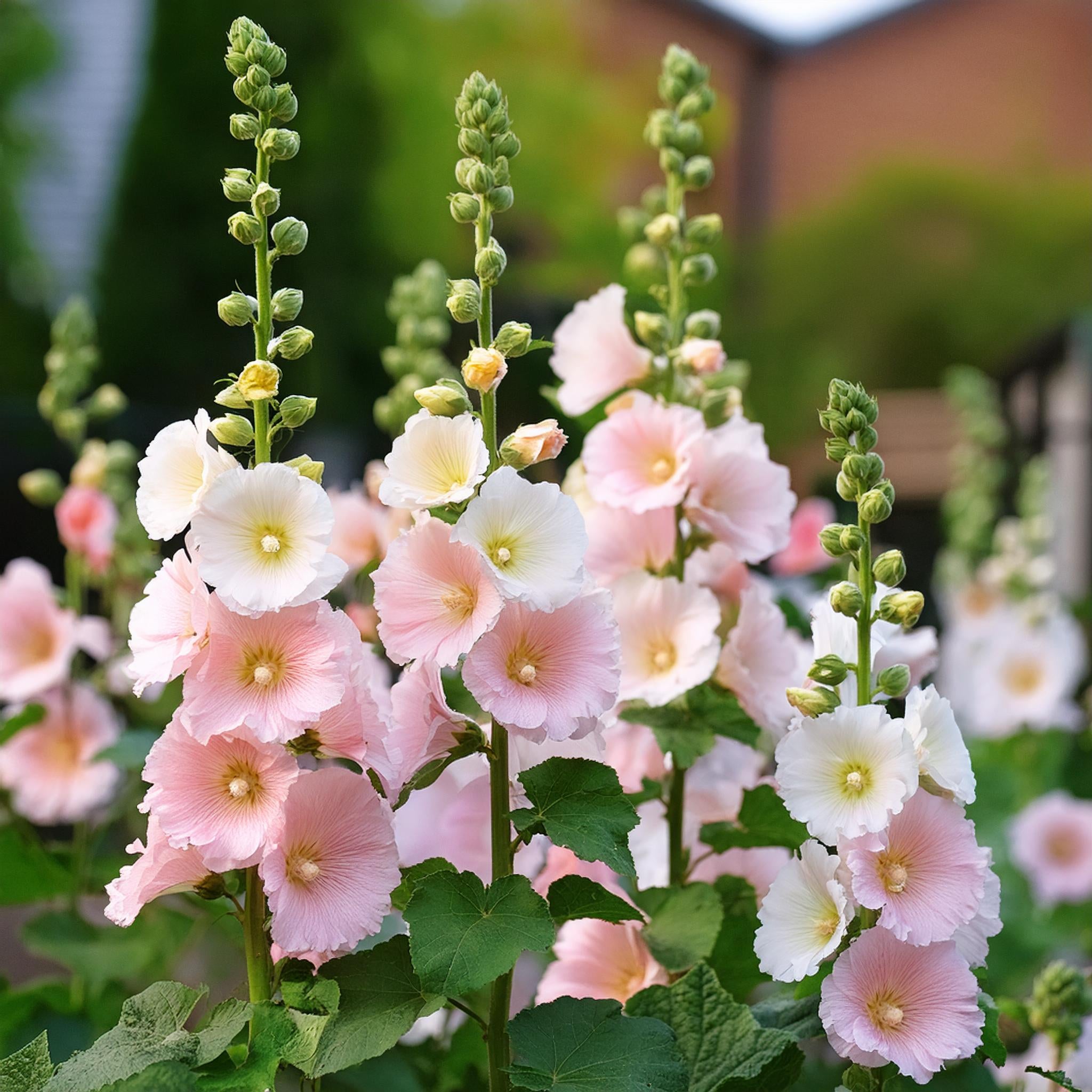 Miniature Hollyhocks