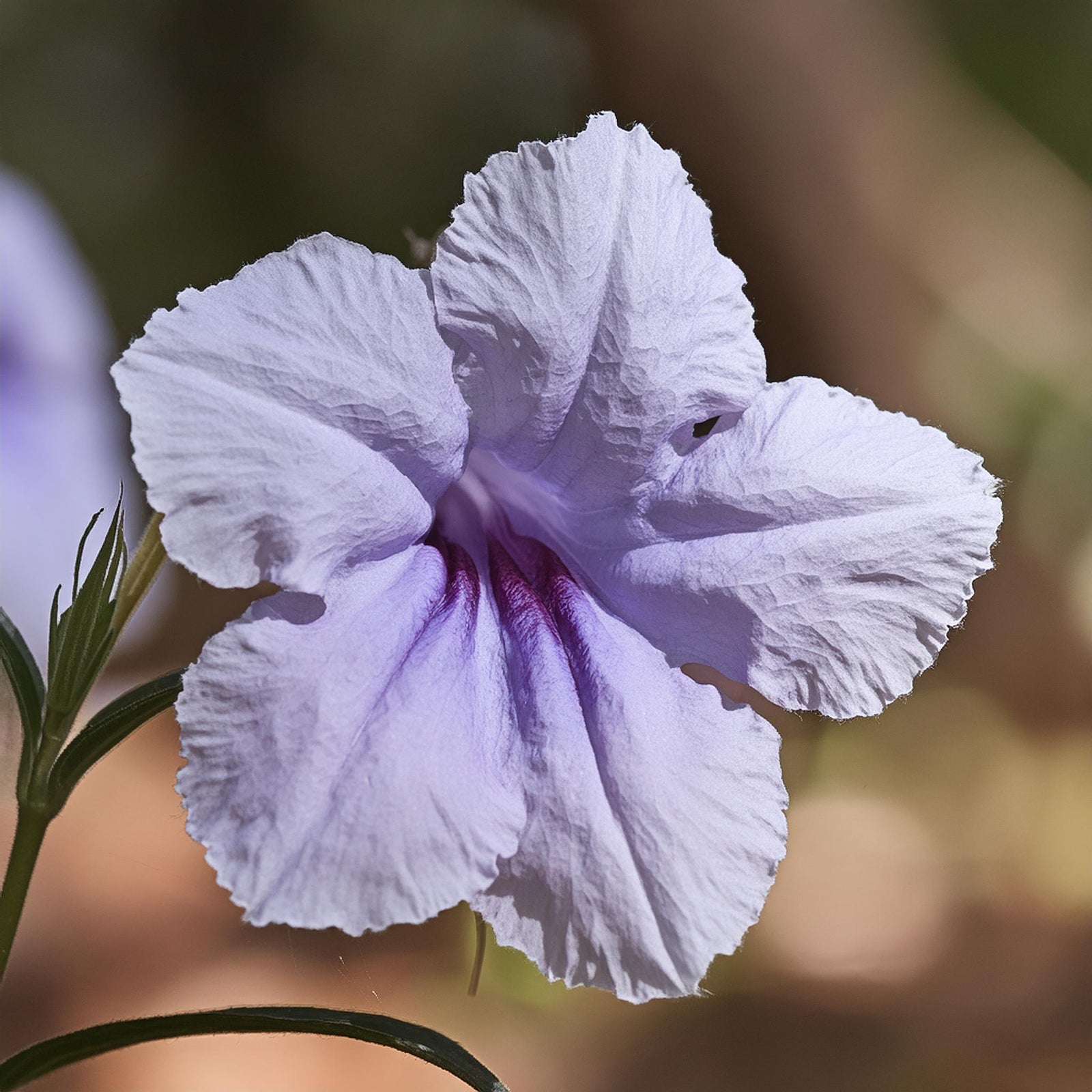 Wild Petunia