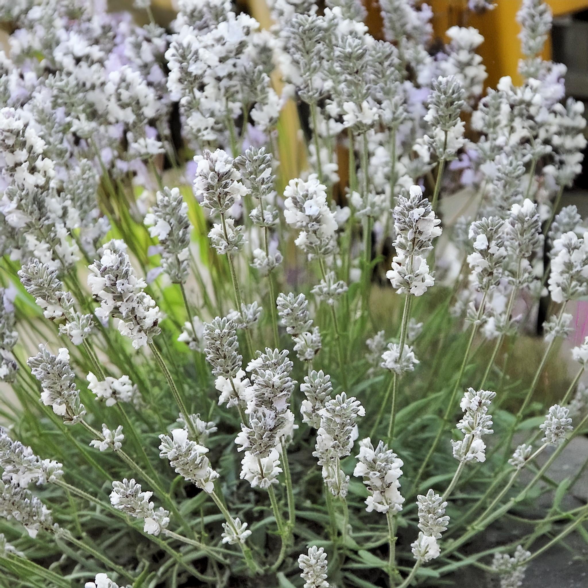 Big Time White Lavender