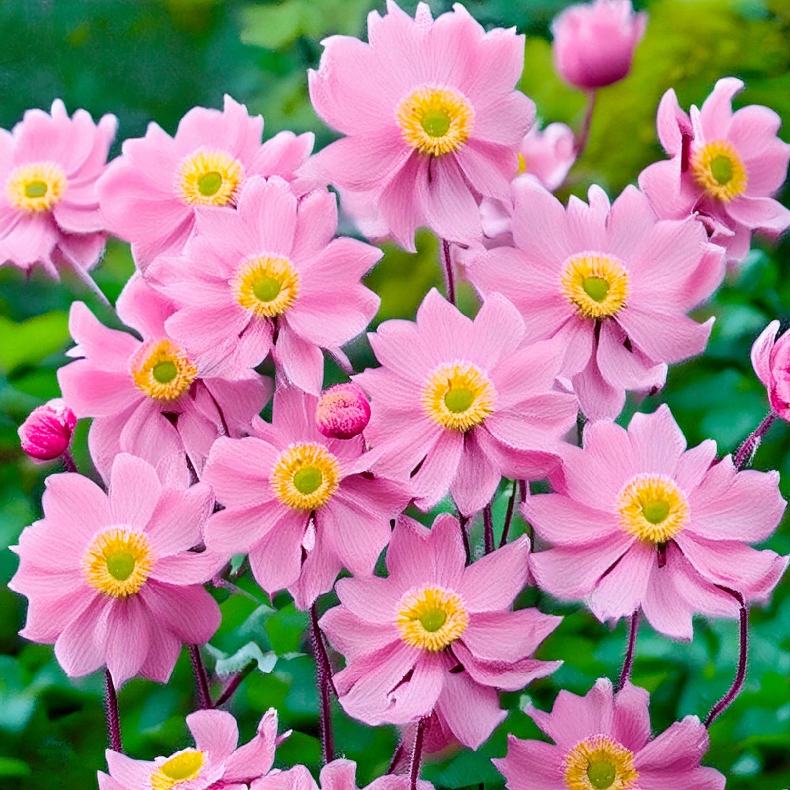 Japanese Anemone