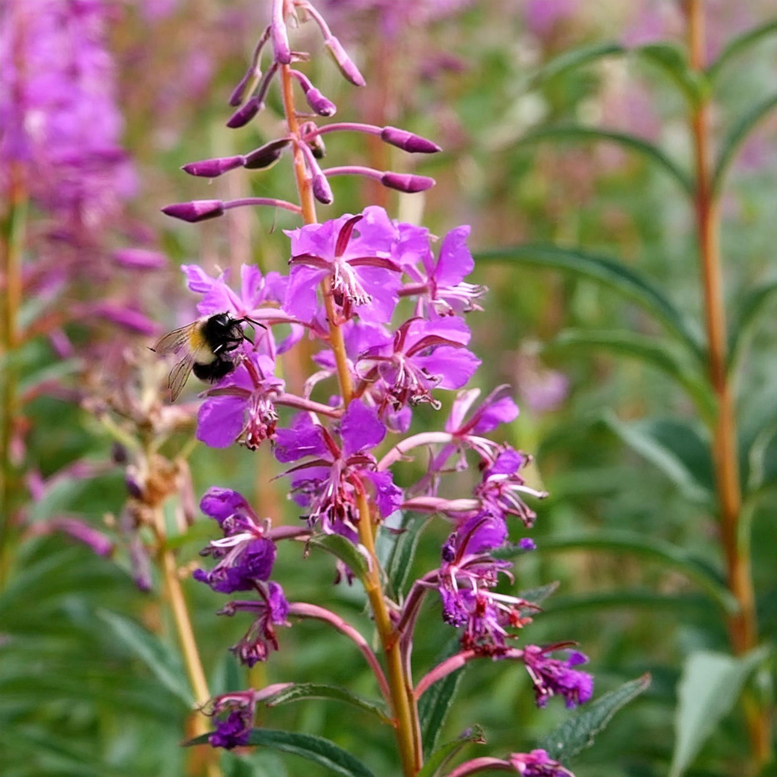 Fireweed