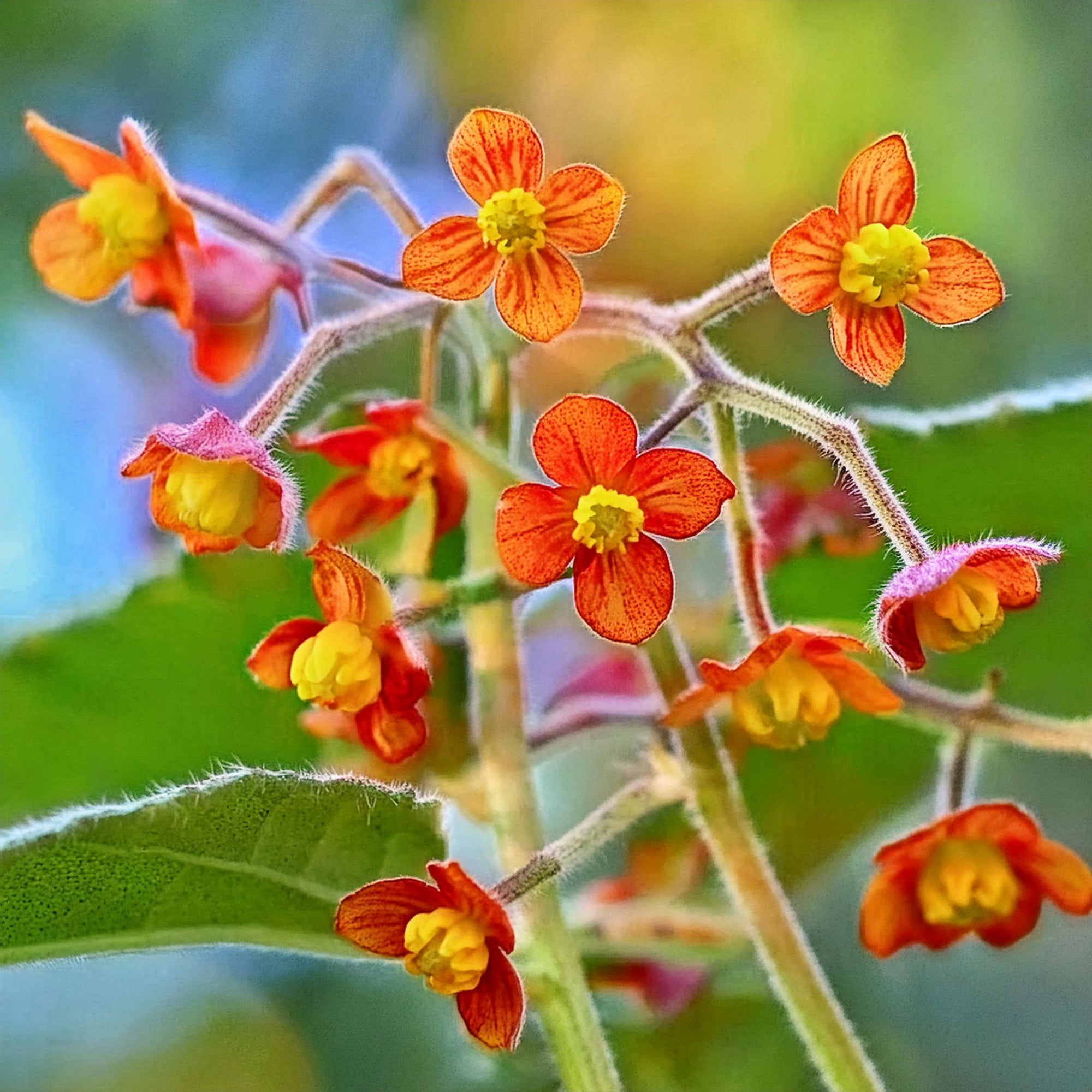 Orange Queen Fairy Wings