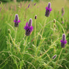 Purple Prairie Clover