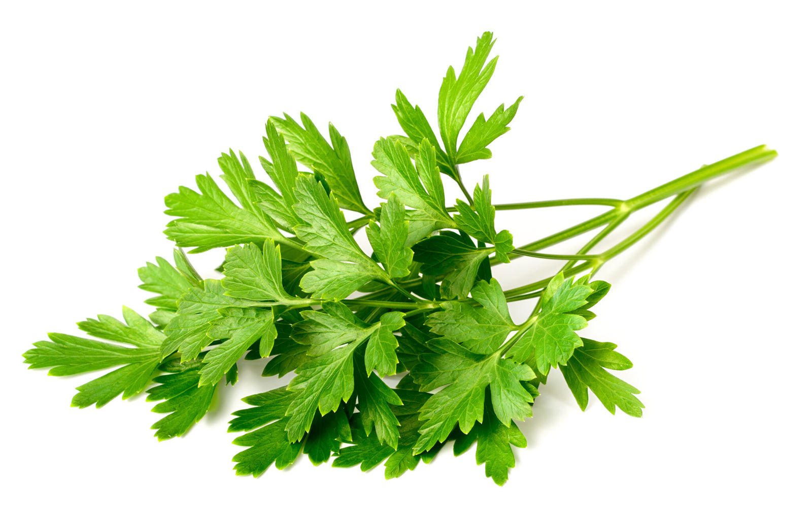 Italian Parsley